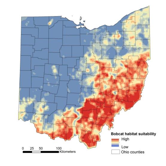 Ohio University researchers find bobcat population rising, with room